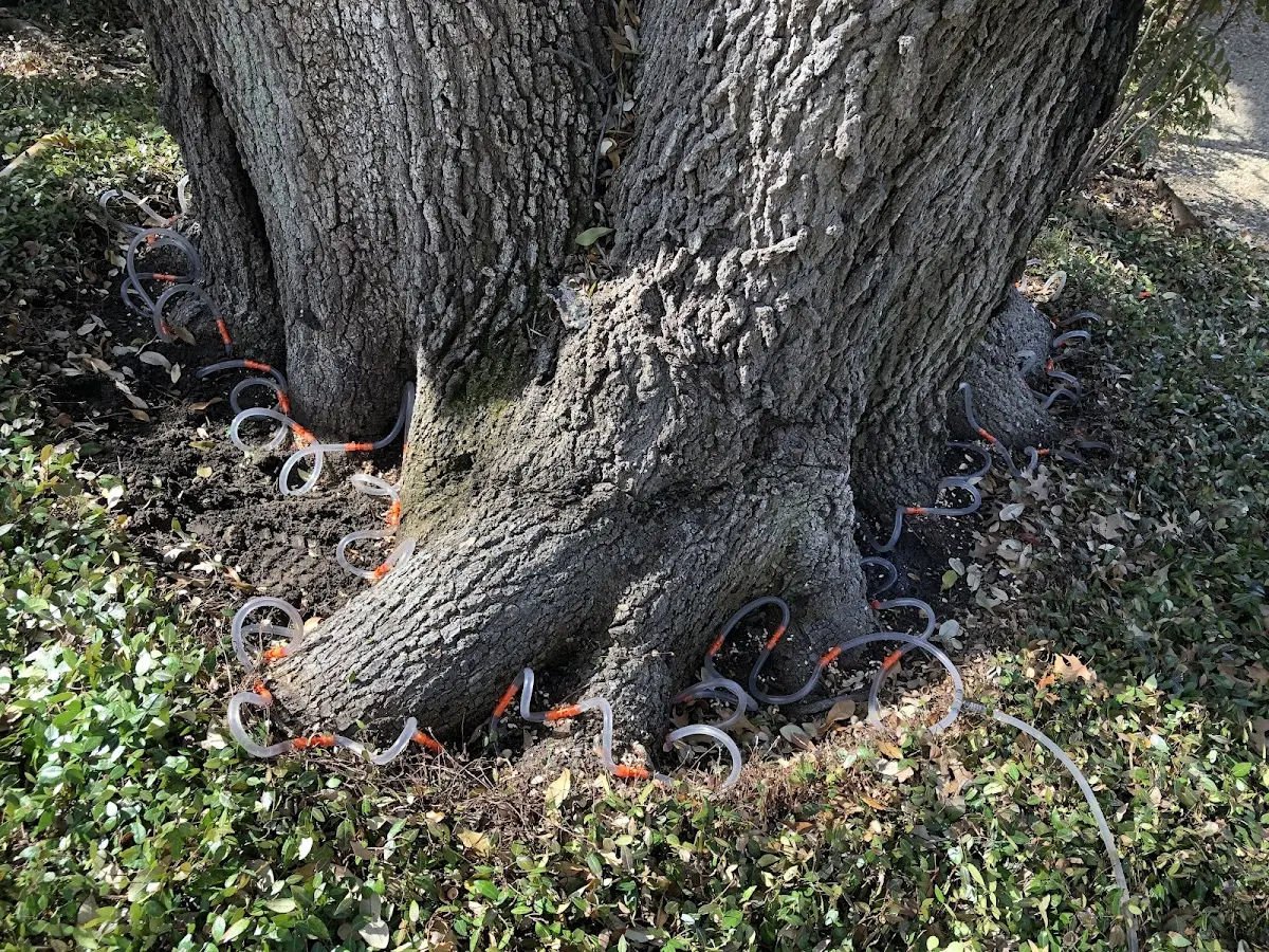 Detailed Tree Cabling and Bracing job site in Sayville