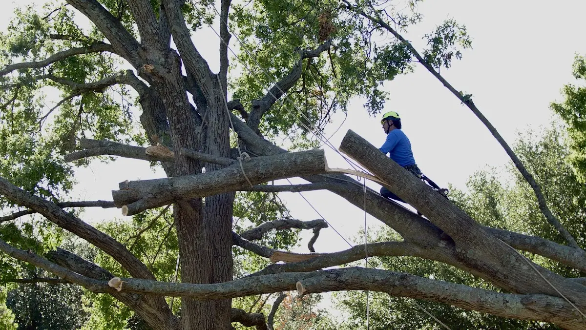 Professional Crown Thinning performed by certified arborists in Sayville