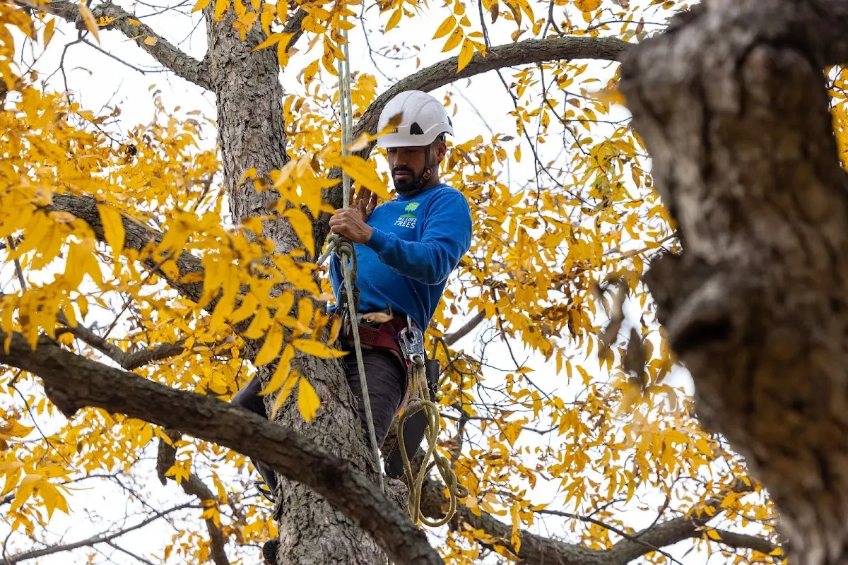 Skilled Tree Planing crew working in Sayville