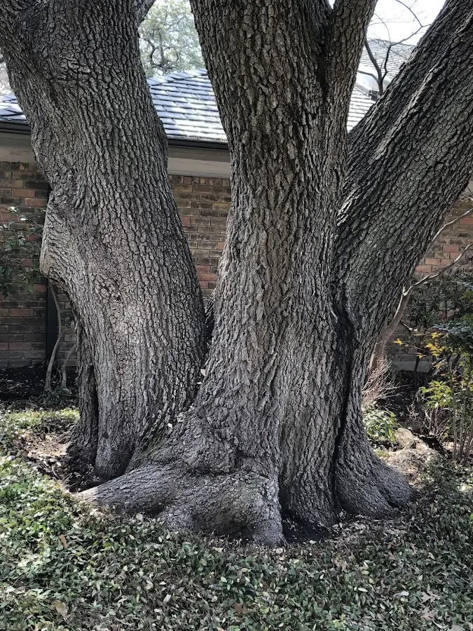 Mature heritage tree close to a Sayville property cared for by certified arborists